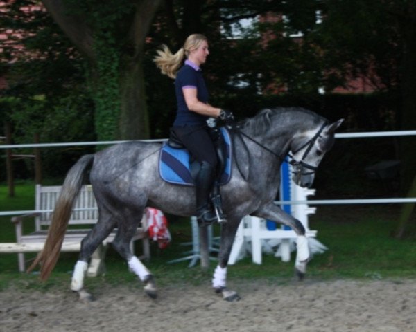 dressage horse Non Noir (German Riding Pony, 2010, from Nuts)