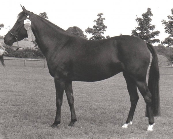 broodmare Marjolein (New Forest Pony, , from Kantje's Ronaldo) broodmare Marjolein (New Forest Pony, , from Kantje's Ronaldo)