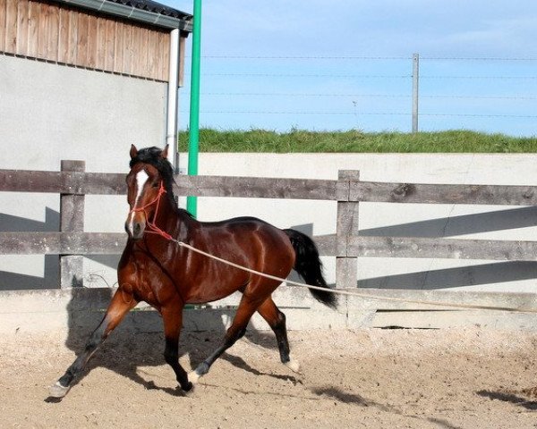 horse Kantje's Flueger H (New Forest Pony, 2010, from Mikel)