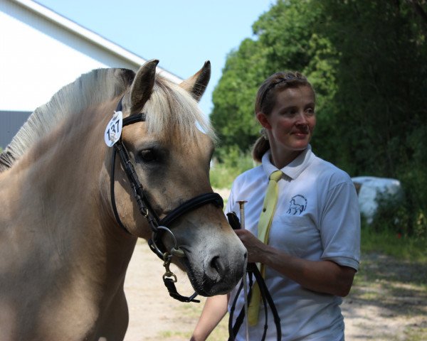 Zuchtstute Malika Højbjerggard (Fjordpferd, 2006, von Idol Skovå)