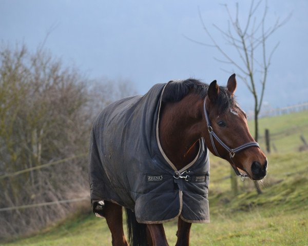 dressage horse Campino 402 (Hanoverian, 2006, from Helenenhof's Carabas)