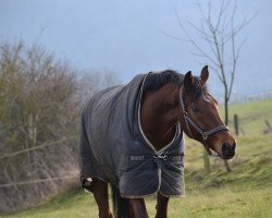 dressage horse Campino 402 (Hanoverian, 2006, from Helenenhof's Carabas)