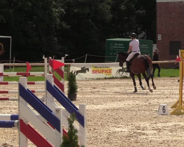 Reitturnier Albersdorf Dithmarsenpark 2021