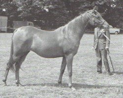 broodmare Rajjela ox (Arabian purebred, 1957, from Grand Royal ox)
