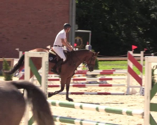 Reitturnier Albersdorf Dithmarsenpark 2021
