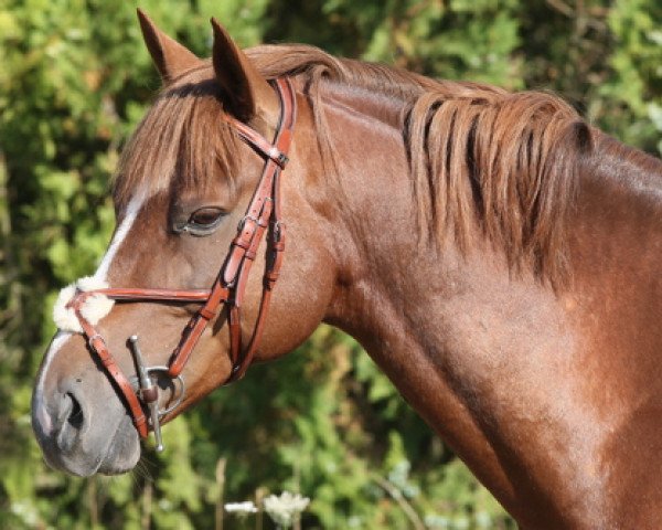 horse Nitzpogne (French Pony, 2001, from Linaro)