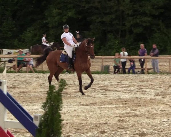 Reitturnier Albersdorf Dithmarsenpark 2021