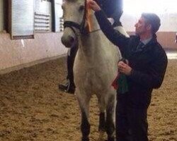 dressage horse Gerry 160 (German Sport Horse, 2001)
