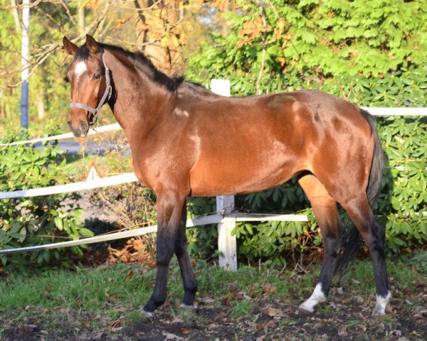 horse Bernardino (Hanoverian, 2011, from San Bernadino 3)