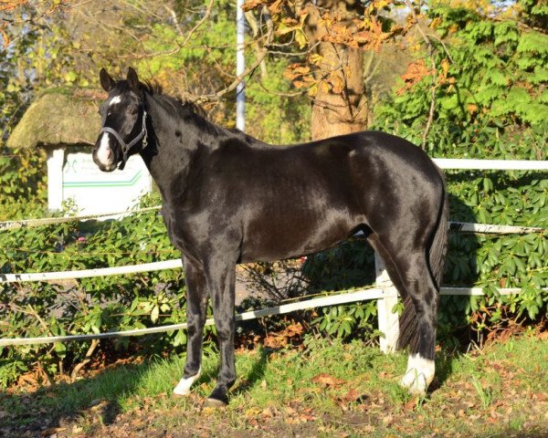 horse Nymphenburg (Hanoverian, 2011, from Fürst Nymphenburg)