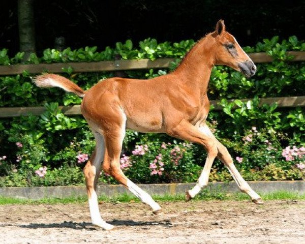 Zuchtstute Hanerma F (KWPN (Niederländisches Warmblut), 2012, von Darco)