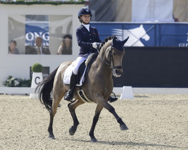 Dressurpferd Now And Forever Feivel (Deutsches Reitpony, 2001, von Now or never de Montmain)
