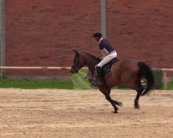 Reitturnier Albersdorf Dithmarsenpark 2021