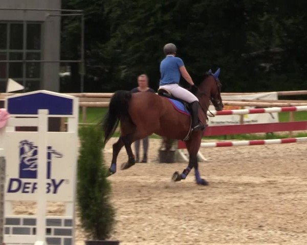 Reitturnier Albersdorf Dithmarsenpark 2021