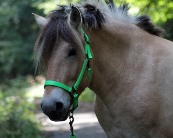 horse Kiron (Fjord Horse, 2010, from Kelvin)