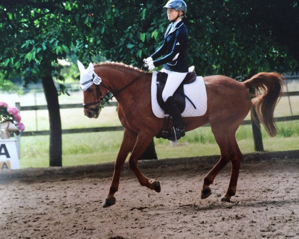 dressage horse Anjershof Charmeur (Nederlands Welsh Ridepony, 1996, from Molenhorn's Pasja)