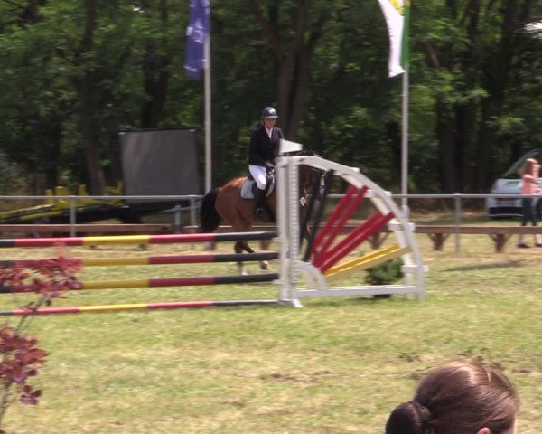 Reitturnier Niederwerbig 2021