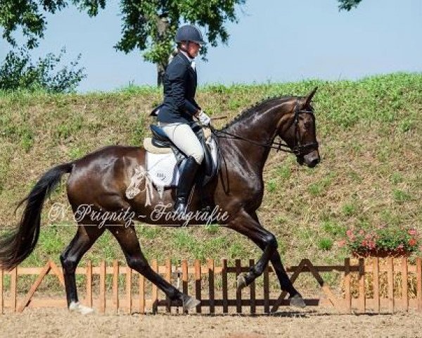 dressage horse Schattenspieler (Oldenburg, 2010, from Sir Donnerhall I)