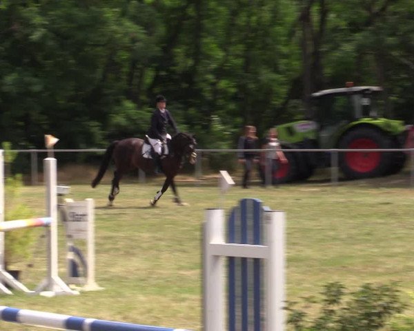 Reitturnier Niederwerbig 2021