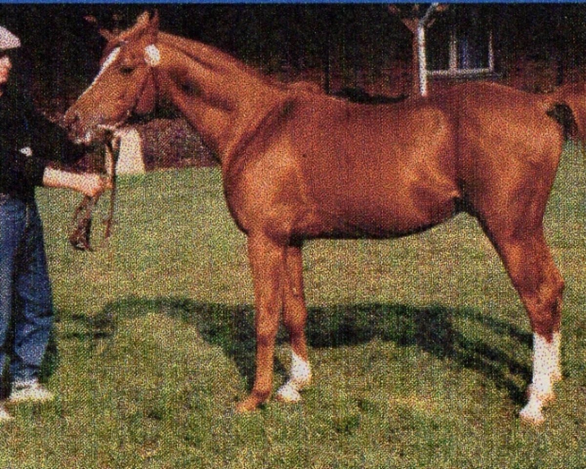 stallion Zauberkai ox (Arabian purebred, 1982, from Kaidal II ox 3392)