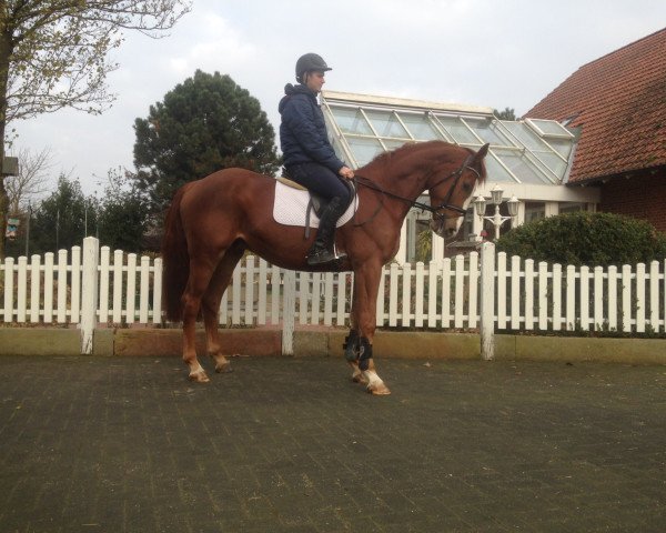 horse Cos I Do (Holsteiner, 2010, from Cosido)
