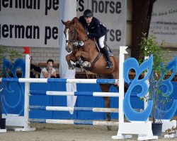 jumper Quick Norris (Oldenburg show jumper, 2007, from Quidam de Revel)