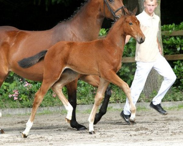 horse How Tender F Tarpania (KWPN (Royal Dutch Sporthorse), 2012, from Nabab de Rêve)