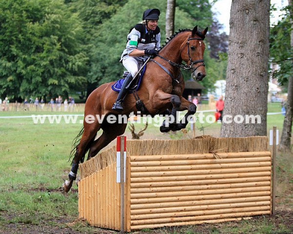 horse Adonis (KWPN (Royal Dutch Sporthorse), 2005, from Larino)