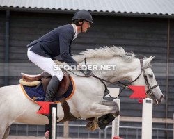 broodmare Call Me (KWPN (Royal Dutch Sporthorse), 2007, from Mr Blue)