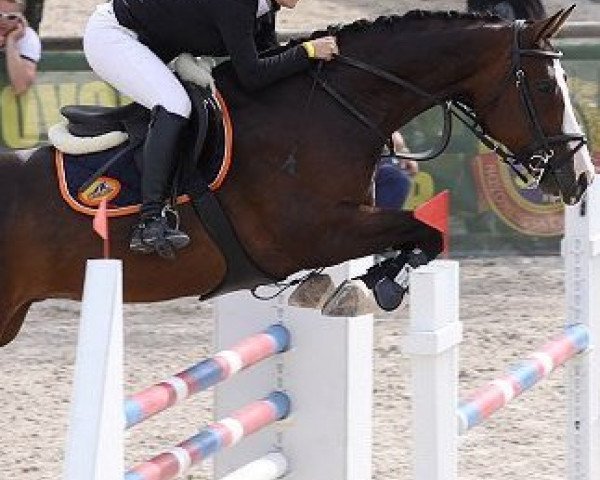 jumper SHS Quaramba (KWPN (Royal Dutch Sporthorse), 2004, from Guidam)