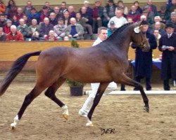stallion Molenhorn's Rico (Welsh, 2002, from Vita Nova's Golden Boris)