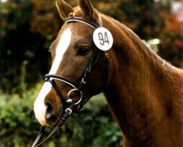 dressage horse Molenhorn's Winston (Welsh, 1995, from Vita Nova's Golden Boris)