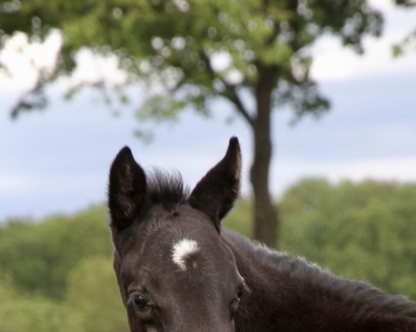 horse Dreams come true SN (Hanoverian, 2021, from Don Nobless)