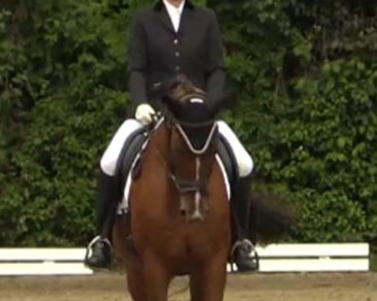Dressurpferd Salinera 5 (Sachse, 1999, von Sanssouci)