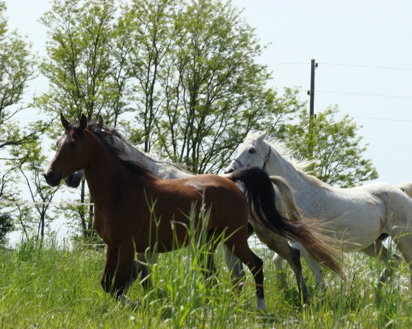 broodmare Polana (Arabian purebred, 1997, from Czako ox)