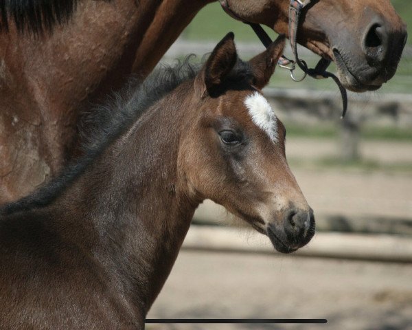 horse Raya (Hanoverian, 2021, from Rotspon) horse Raya (Hanoverian, 2021, from Rotspon)