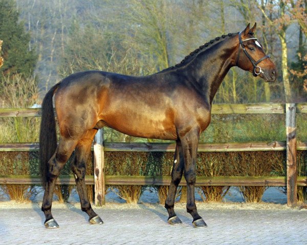 Deckhengst Londondance (Hannoveraner, 2005, von Lauries Crusador xx)
