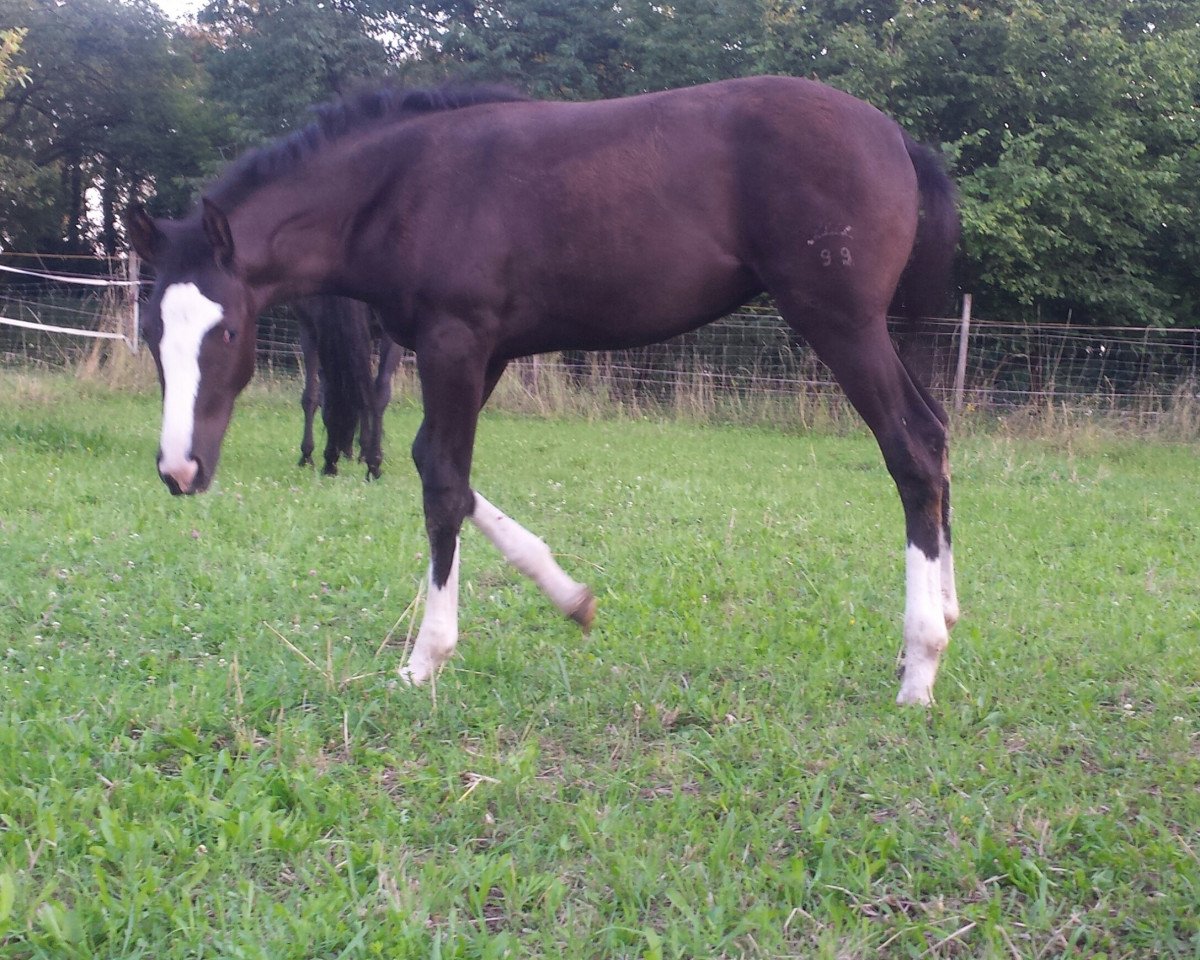 horse Serafina (Württemberger, 2014, from Sir Sandro)