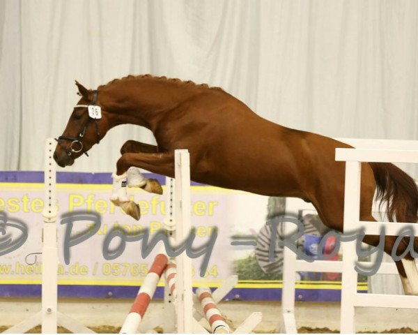 dressage horse Immenmoor Noble Touch (German Riding Pony, 2011, from Heidbergs Nancho Nova)