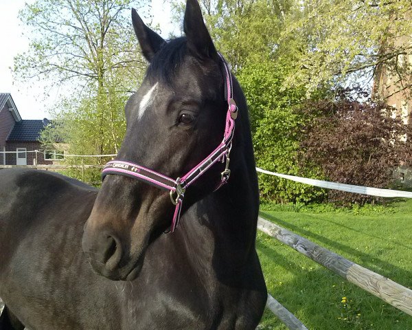 broodmare Arabella (Westphalian, 1997, from Azur de Paulstra)
