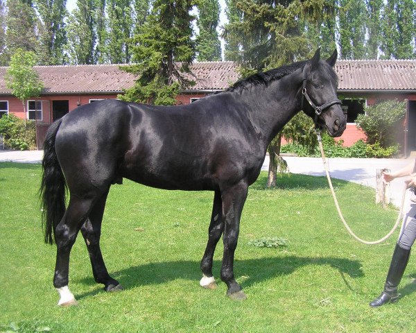 dressage horse Robin 616 (Bavarian, 2002, from Rubin Royal OLD)