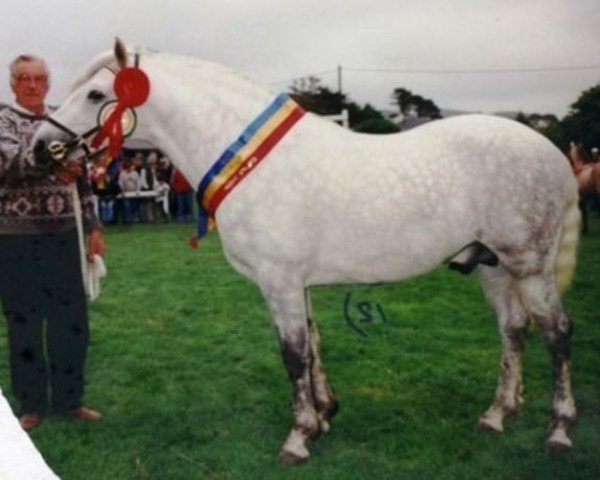 Deckhengst Village Boy (Connemara-Pony, 1989, von Mervyn Kingsmill) Deckhengst Village Boy (Connemara-Pony, 1989, von Mervyn Kingsmill)