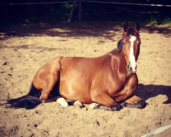 Dressurpferd King Diamond (Deutsches Reitpony, 2009, von King Bjuti)