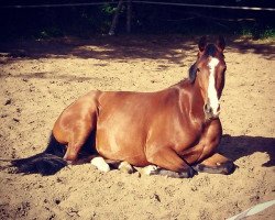 dressage horse King Diamond (German Riding Pony, 2009, from King Bjuti)