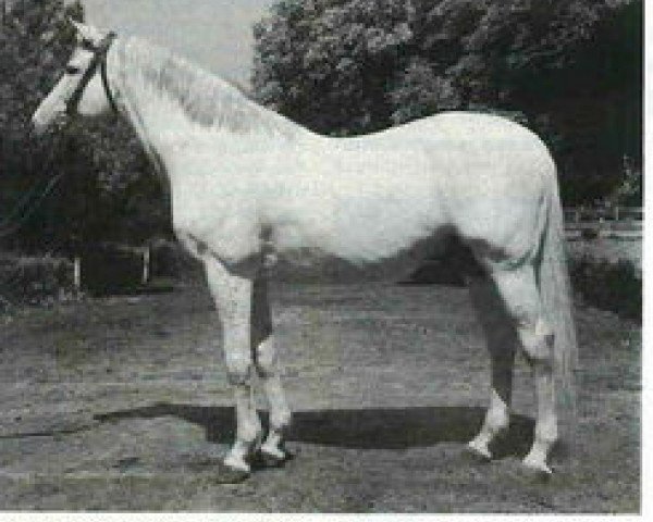 Deckhengst Kemal xx (Englisches Vollblut, 1961, von Chitet xx) Deckhengst Kemal xx (Englisches Vollblut, 1961, von Chitet xx)