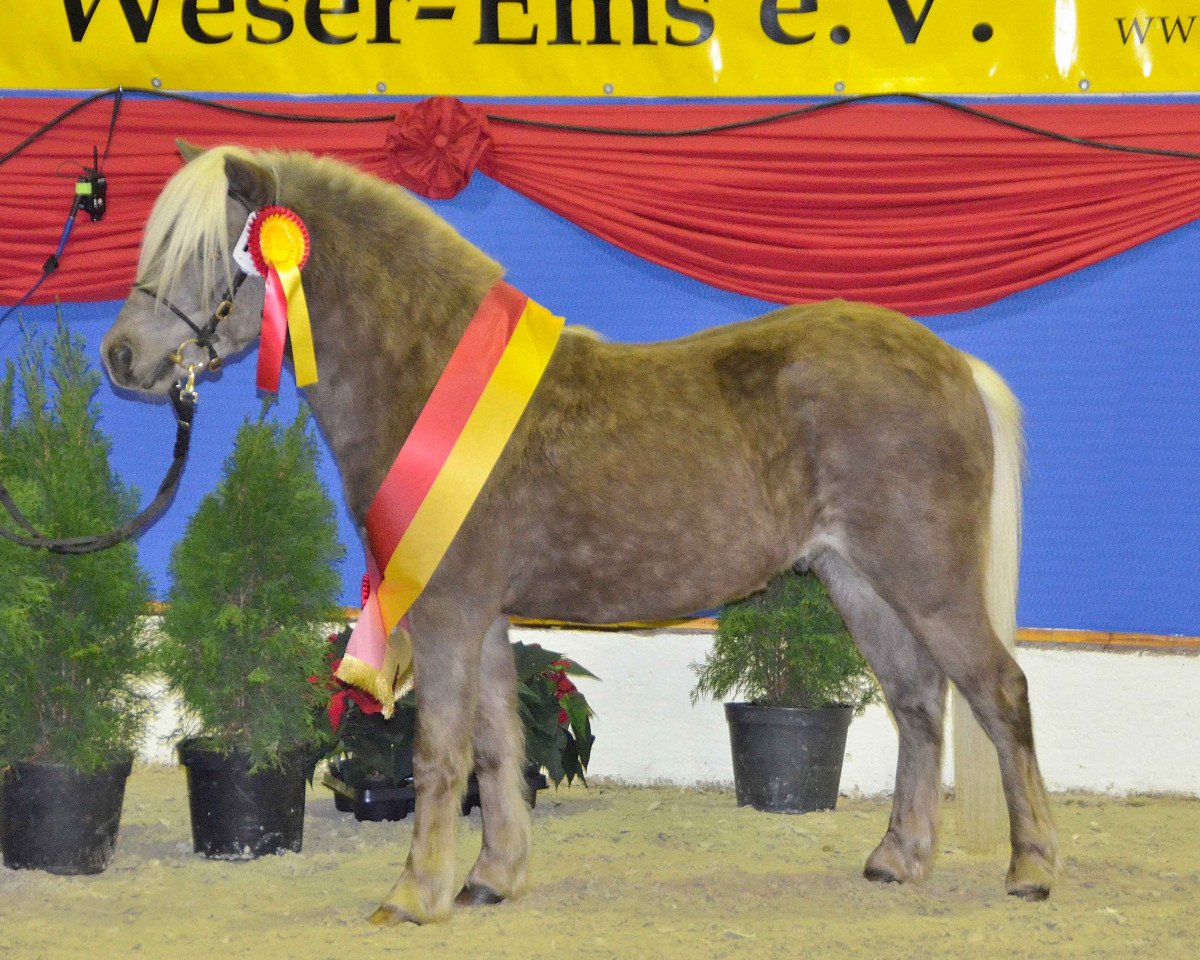 Deckhengst Eichenwalls Karlo (Deutsches Classic Pony, 2012, von Knut von der Bollheide)