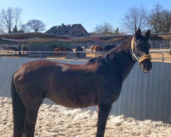 Pferd Seetha (Rheinländer, 1997, von Saint Tropez)
