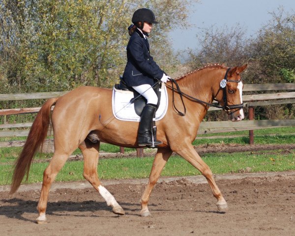 horse Milito S (German Riding Pony, 2009, from FS Mr. Mobility)