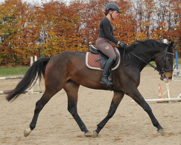 Pferd Sally Brown (Deutsches Sportpferd, 2011, von Contenaro)