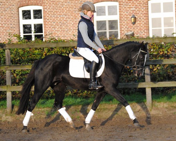 Zuchtstute Cookie 69 (Deutsches Reitpony, 2010, von Veneciano)